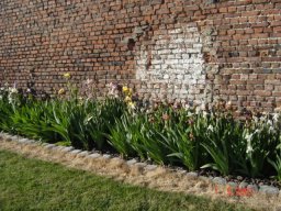 bel_iris_20211127_1198016202